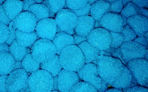 Moras azules